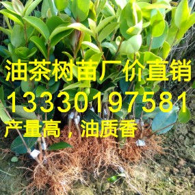 嫁接油茶苗,批发福建,湖北,江西,广东,浙江,安徽,湖南,四川