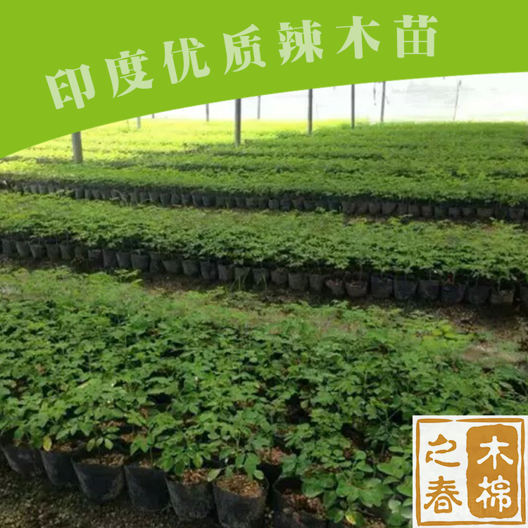 xx印度PKM1改良版辣木种苗 辣木树 xx印度辣木苗 批发混批