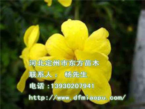 迎春苗木基地,优质迎春苗木基地