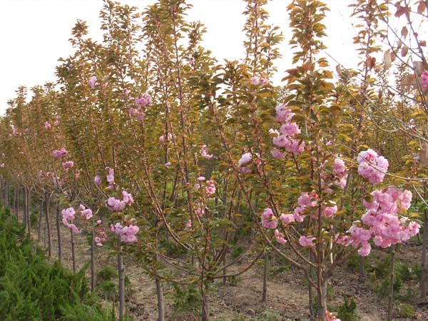 广元樱花苗/圣和园艺场