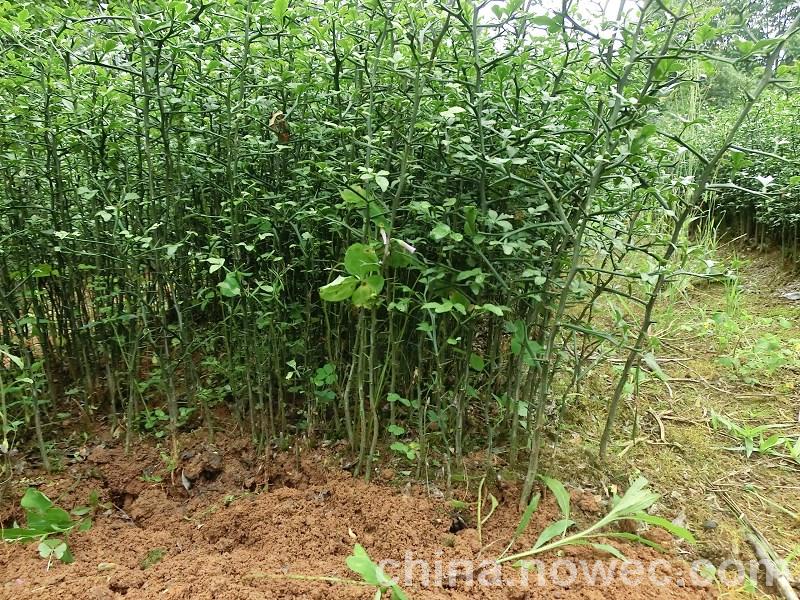 枸橘苗基地/圣合园艺场