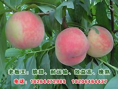 山东晚熟桃苗：想要高纯度晚熟桃苗就来建民果树桃苗