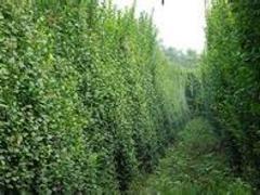 卫矛|供应山东销量佳的北海道黄杨