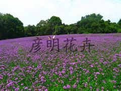 销售柳叶马鞭草：信誉好的柳叶马鞭草行情