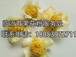 德州【力荐】专业生产xx桃花粉厂家，就在育果，超品质供应