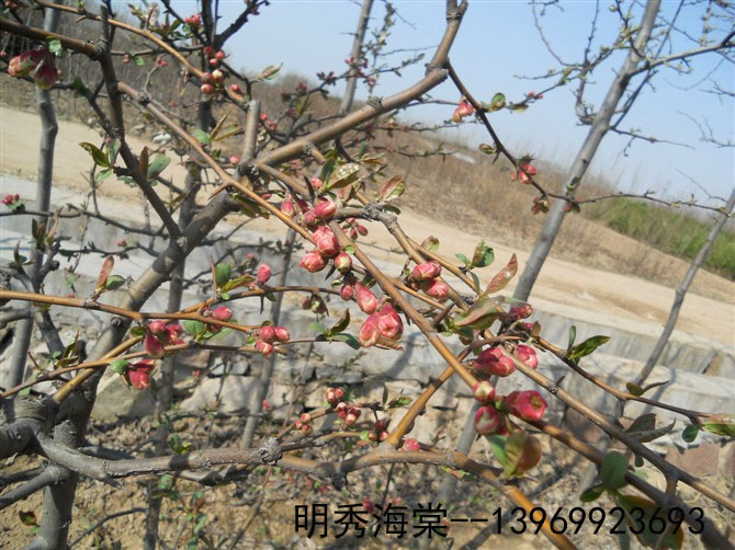 吉首木瓜西府海棠基地出售物超所值的木瓜西府海棠小苗，速来订购