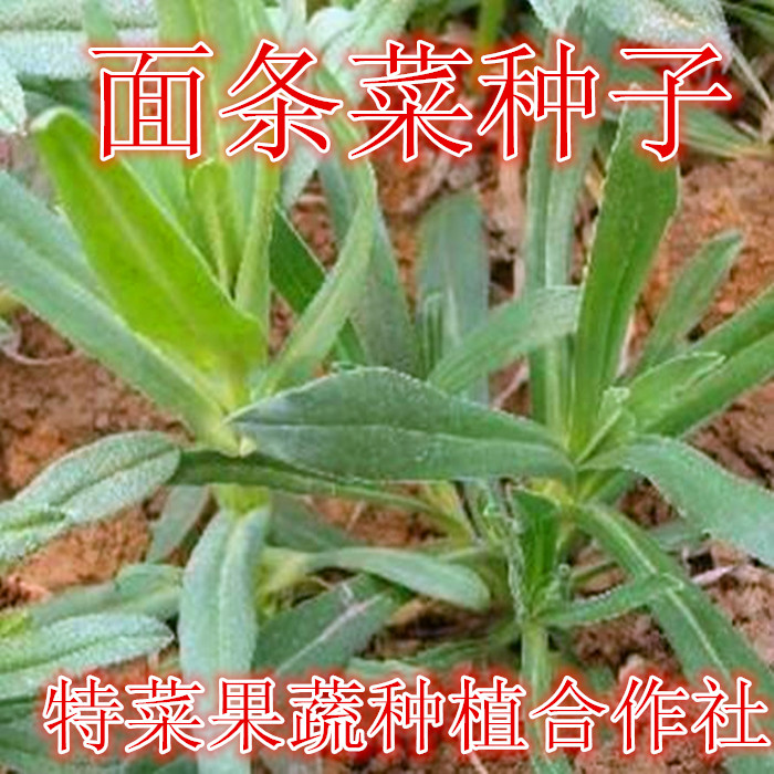 面条菜种子