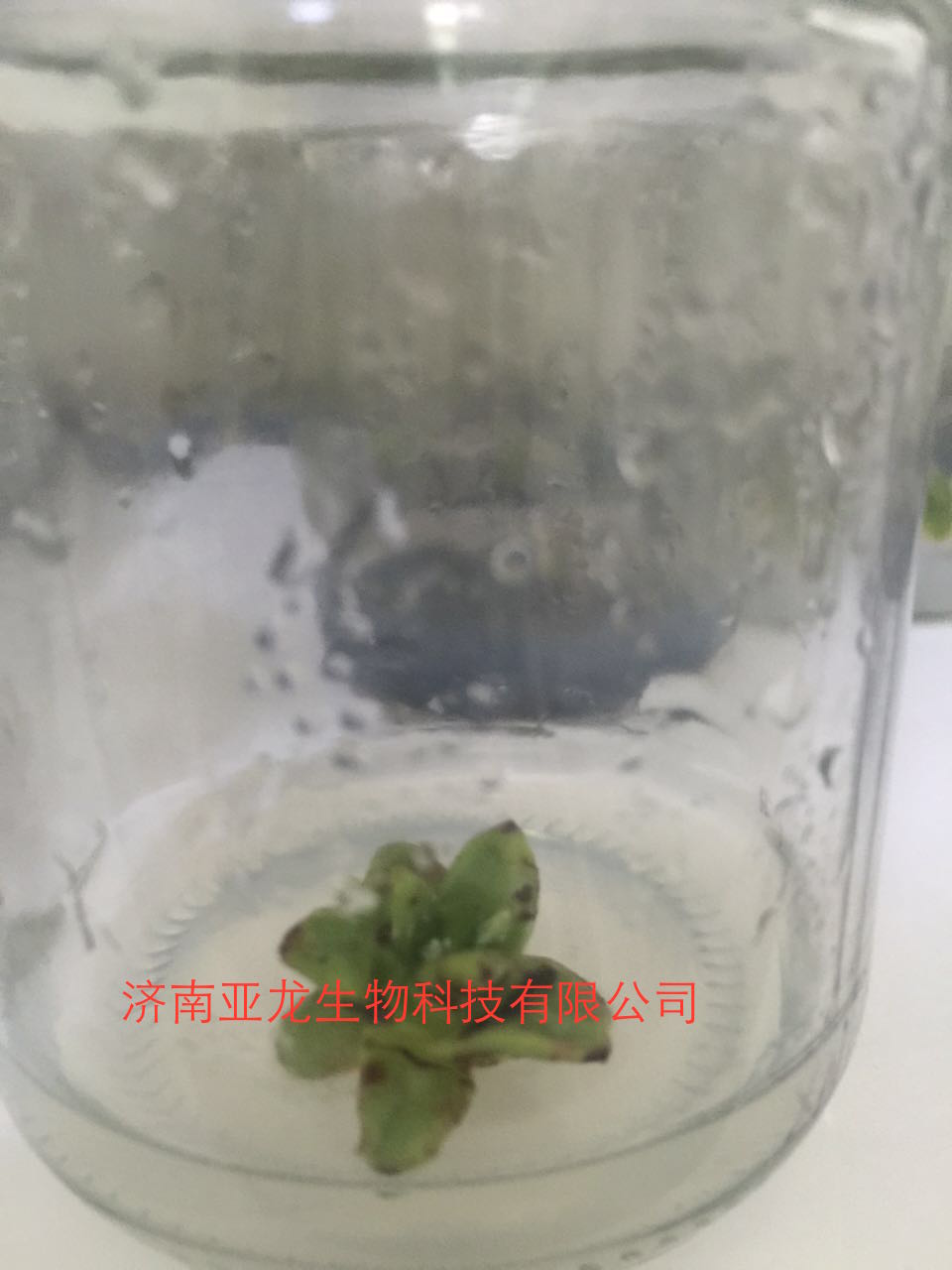 贺州山地玫瑰组培