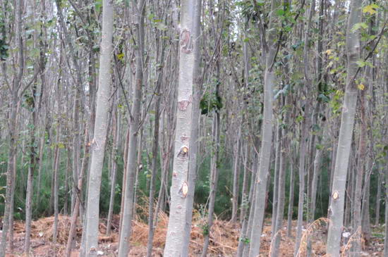 高原之火大中北美山楂苗国槐红花槐板栗油松塔松雪松