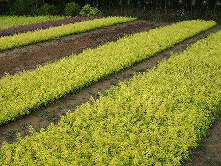 金叶女贞供应 金叶女贞价格 金叶女贞生产 金叶女贞种植基地