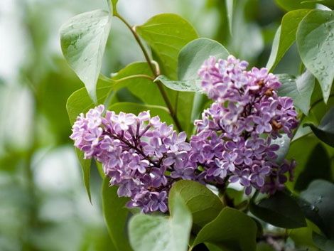 丁香花价格 丁香花供应 青州丁香花苗木 丁香花