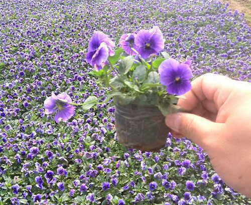 三色堇种植基地专业供应山东青州向阳草花苗木基地一串红孔雀草