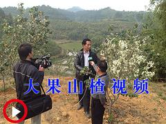 大果山楂上哪买比较实惠 青海大果山楂苗