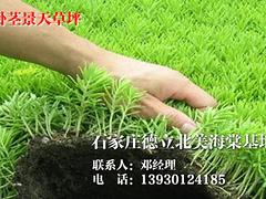 供应河北销量佳的卧茎景天草坪|中国卧茎景天草坪