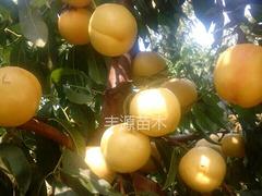 品种好的晚黄金桃苗出售——早熟晚黄金桃苗