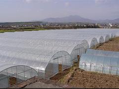 供应各种规格大棚建设用薄膜，大棚膜供应商