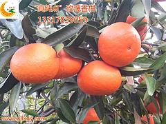 供应广西好种植的柑桔