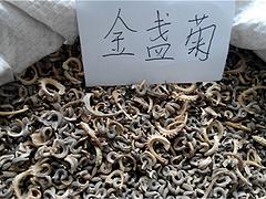 文霖花卉苗木种植出售合格的金盏菊种子——金盏菊种子批发商