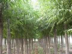 林木树种：广西{lx1}的林木种植公司