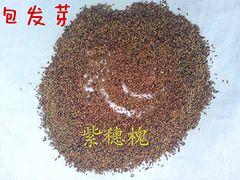 郑州优惠的紫穗槐哪有卖 安徽林木种子