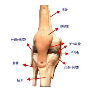 泰安中医xx半月板损伤|半月板损伤费用少