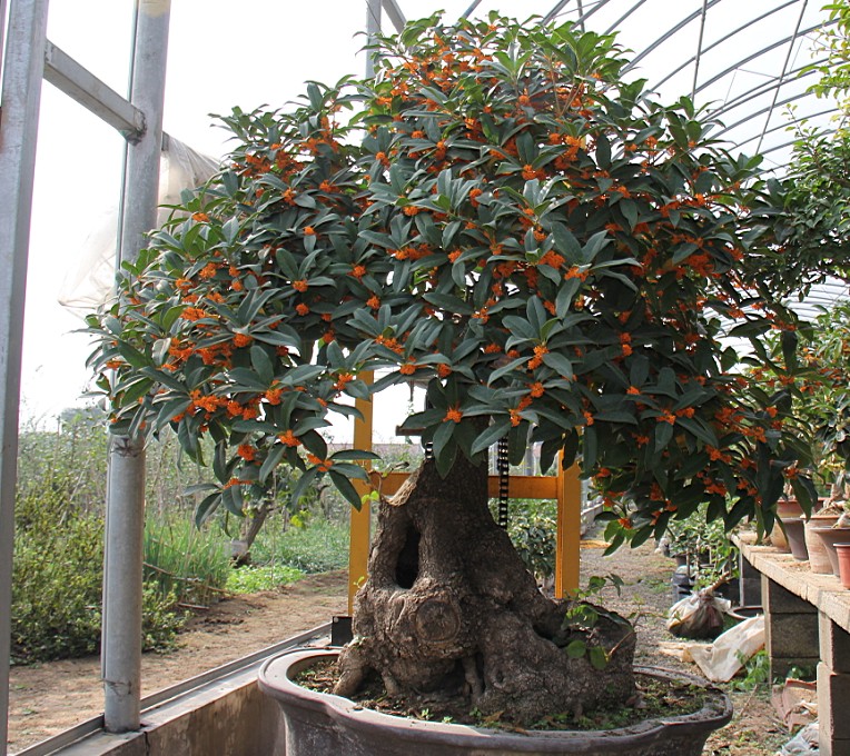 精桩桂花盆景销售，古桩桂花盆景价格，造型优美的大型桂花盆景