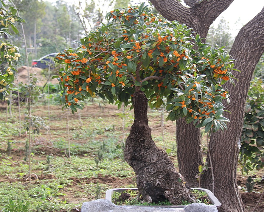 精桩桂花盆景价格，古桩桂花盆景销售，四季桂花盆景批发