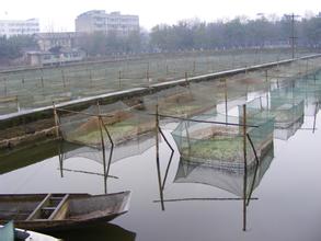 铭湾实力派√黄鳝养殖网箱规格标准，价格合理~