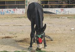 德州肉驴繁育基基地哪家好？【成立牧业】德州肉驴繁育基基地