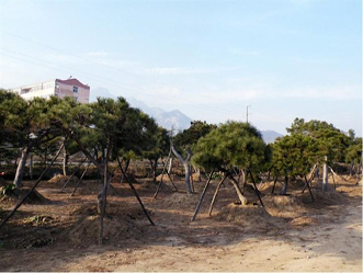 景观松价格_无病虫害的景观松树出售
