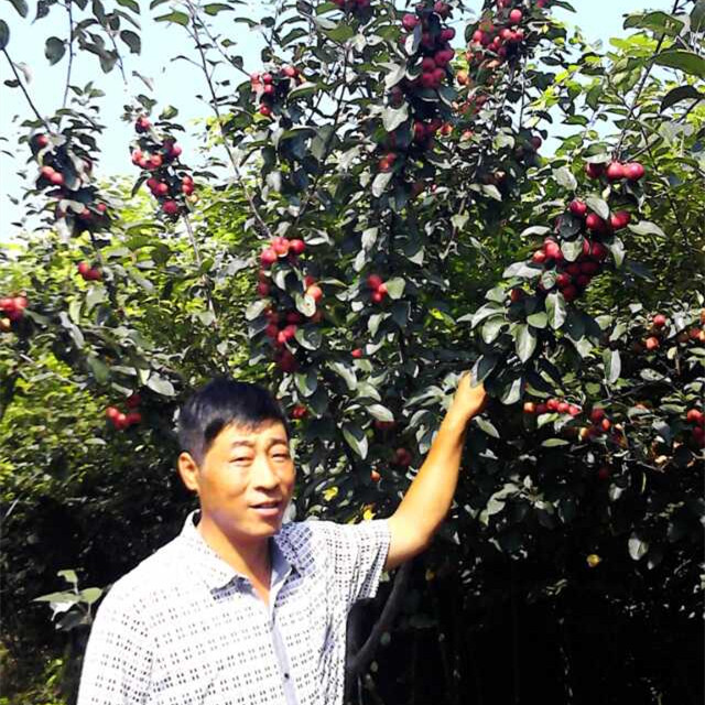 江苏红巴伦海棠/君林苗木种植基地