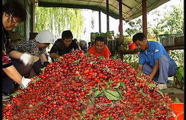 泰安大量种植樱桃苗基地