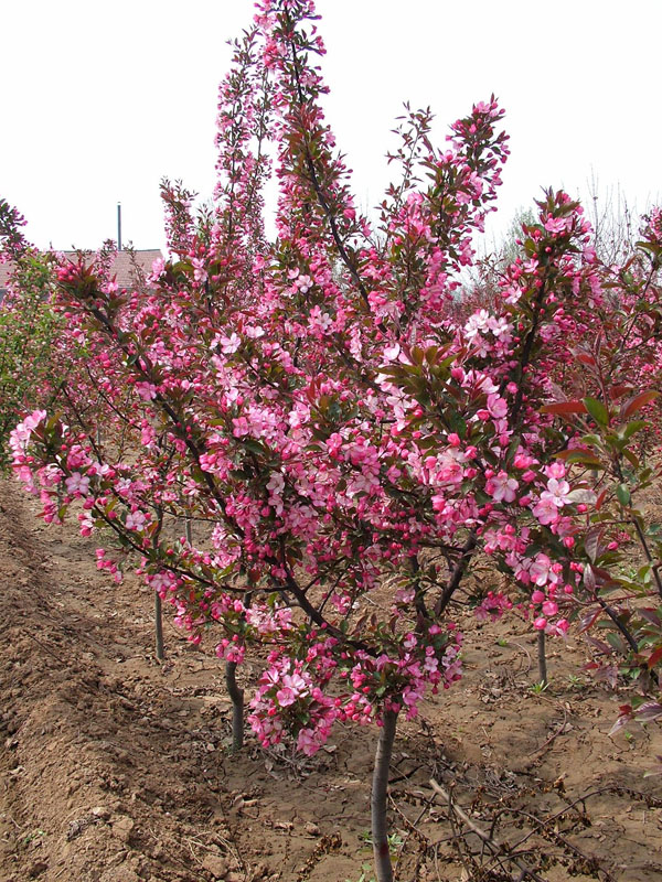 贵州【草莓果冻海棠苗基地】专业种植批发，基地实力创造价值