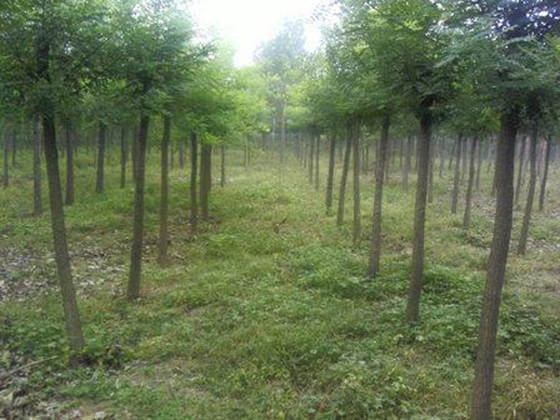 刺槐的种植技术【刺槐供应_刺槐价格】河北刺槐基地-方林