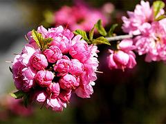 实力雄厚的榆叶梅种植基地，许昌种植榆叶梅种植基地