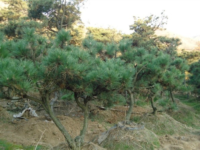 15年最嗨的山东造型油松价格尽在鸿盛园林