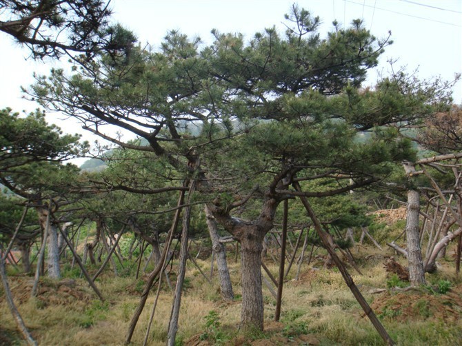 品质好的泰山景观松|泰山景观松成活率高