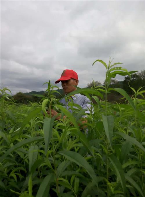 鹰嘴桃苗 鹰嘴桃基地