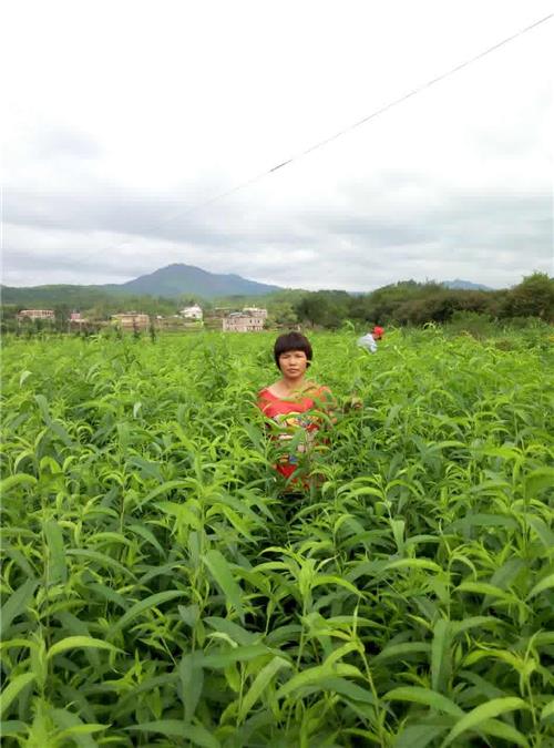 广东 鹰嘴桃苗 鹰嘴桃基地