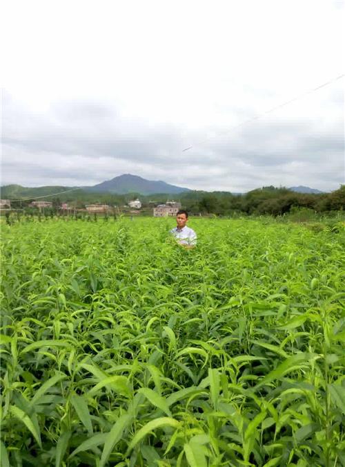 桃树培育 桃苗种植