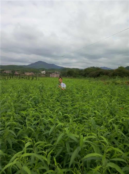 桃树培育 桃苗种植