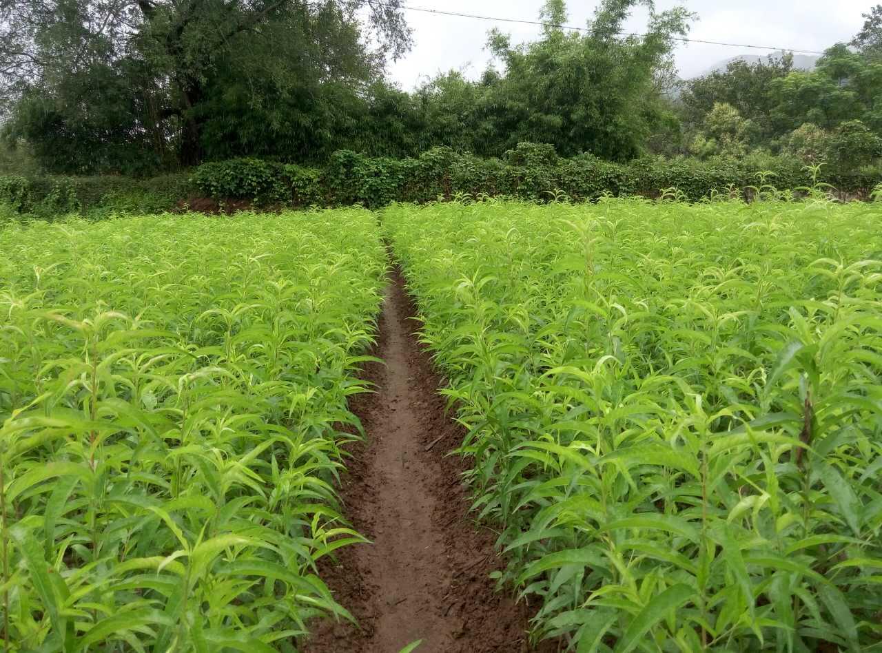 供应桃苗种植指导 河源桃苗基地 鹰嘴桃苗