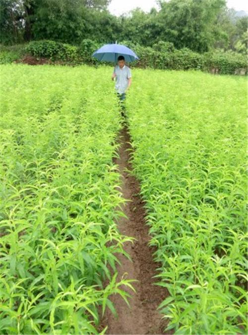 供应鹰嘴桃苗 河源桃苗基地 鹰嘴桃树苗