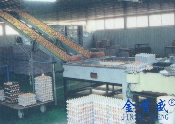舒兰鸡蛋装箱分级系统