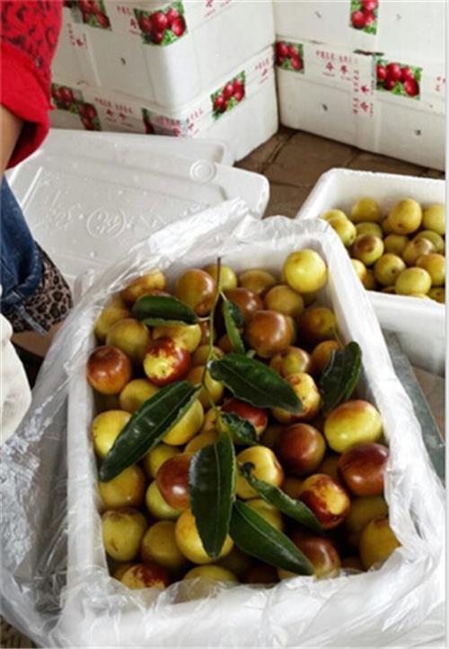 乐陵冬枣树苗怎样种植存活率高