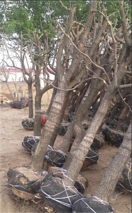 滨州短枝冬枣种植基地