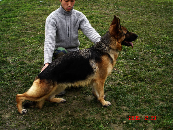 成都警犬训练价格  成都犬类配种公司 天达训犬训狗