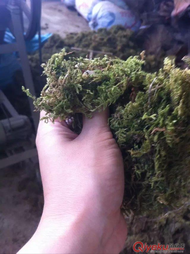 供應(yīng)干苔蘚 水苔 青苔 水草
