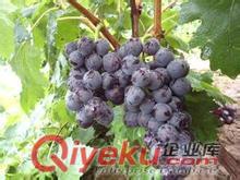葡萄苗【巨峰葡萄苗價格】山西葡萄苗樹苗