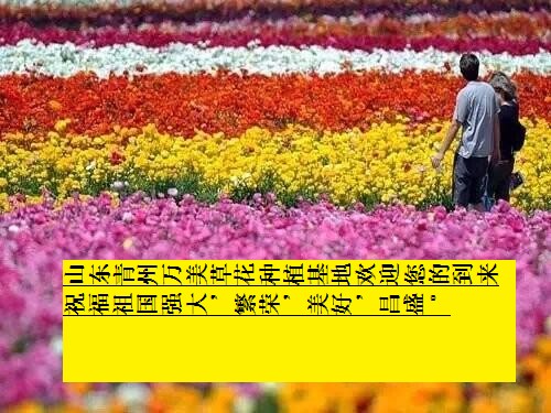 薰衣草 青州薰衣草 山東薰衣草--萬美花卉苗木合作社